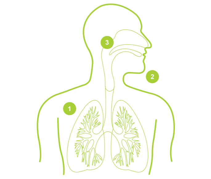 air passages of the lungs